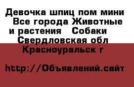 Девочка шпиц пом мини - Все города Животные и растения » Собаки   . Свердловская обл.,Красноуральск г.